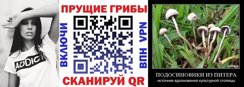 площадка официальный сайт Сусуман Галлюциногенные грибы мухоморы